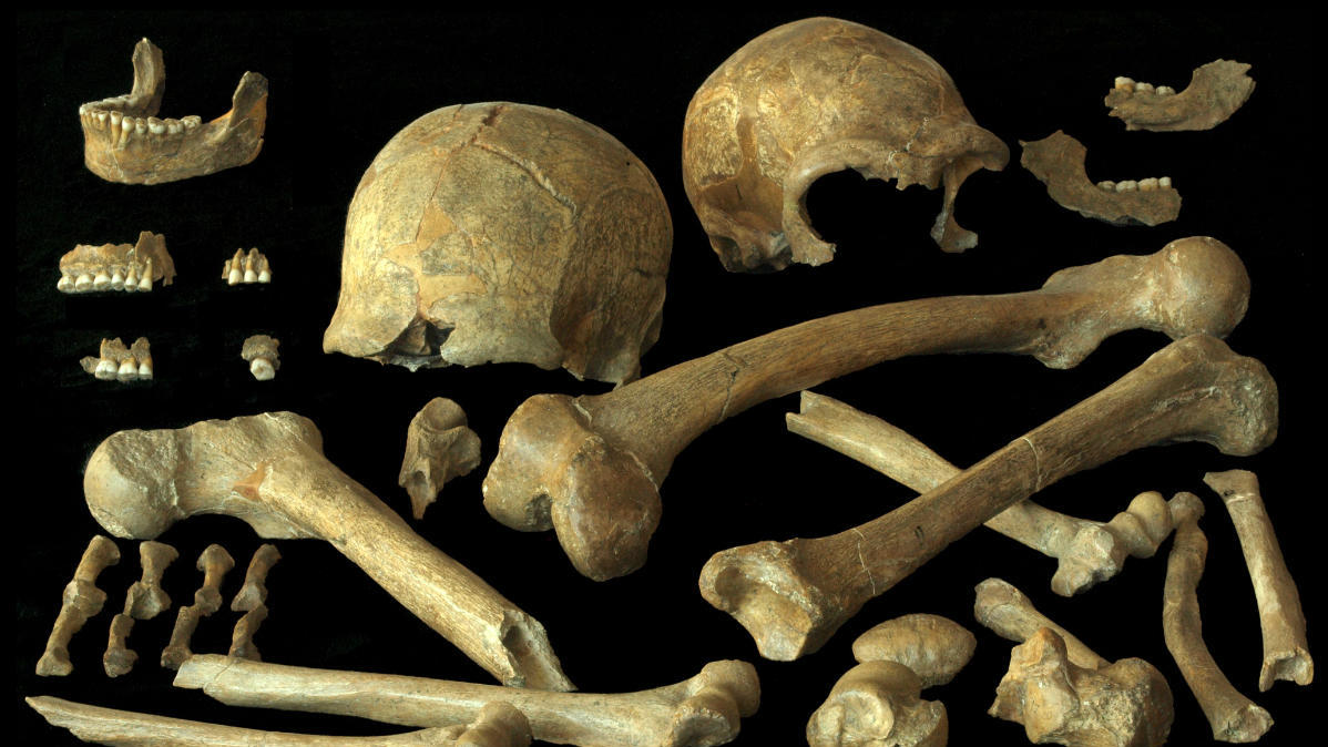 Neandertaler Und Moderne Menschen Hatten Ahnliche Speisezettel Nachricht Archaologie Online