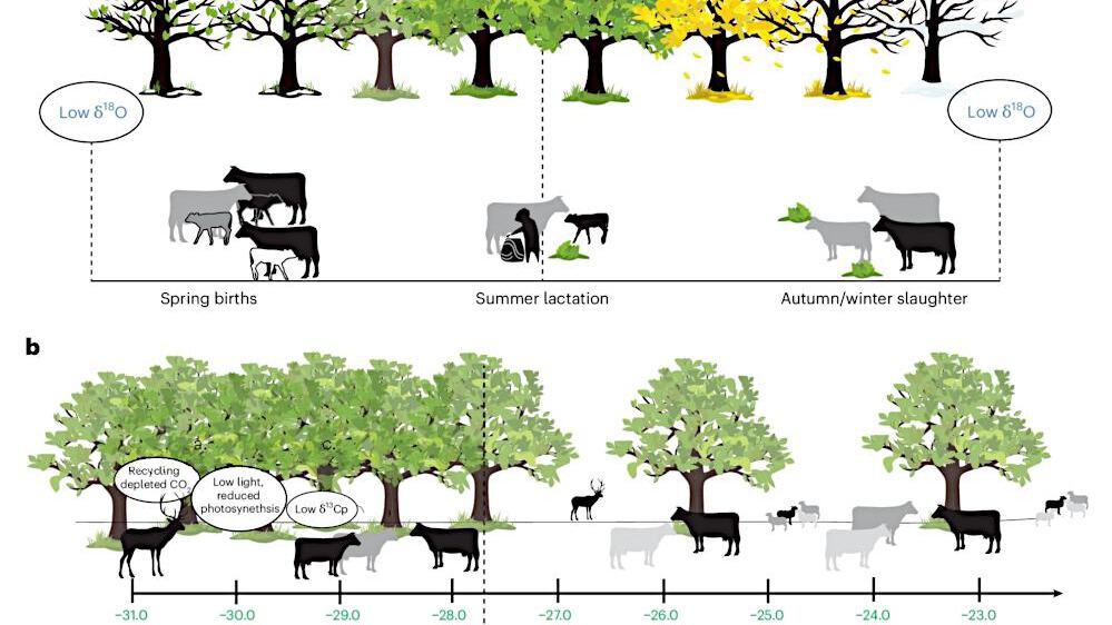 Early cheesemakers used tree leaves to increase milk production