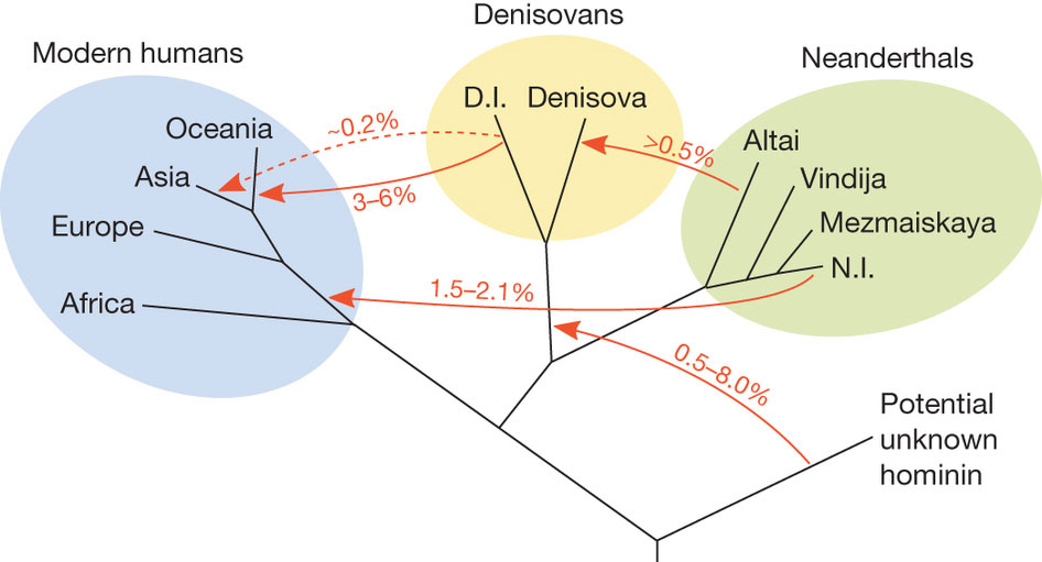 Knoten Im Stammbaum Nachricht Archaologie Online